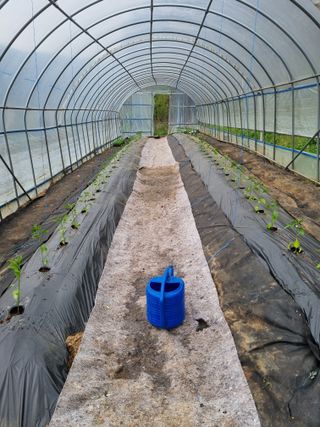 심기섭님의 고추 · 영농일지 작성글 사진