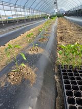 머위농장님의 작성글 사진