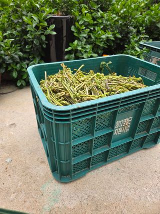 김연숙님의 기타작물 · 영농일지 작성글 사진