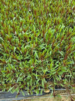 팜모닝회원 김순달 님의 기타작물 · 영농일지 작성글 사진