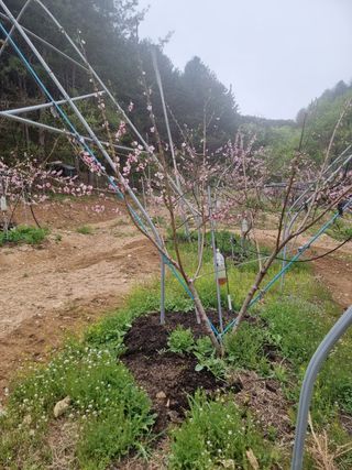 박기택님의 기타작물 · 영농일지 작성글 사진