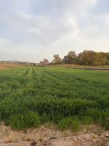 팜모닝 기타작물·영농일지 게시글 이미지