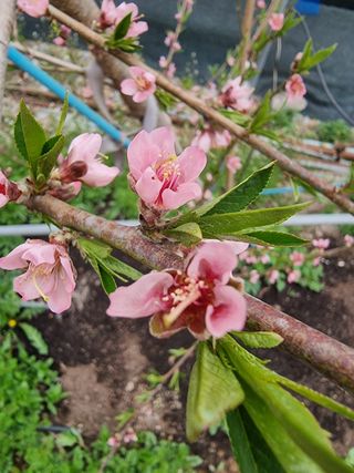 박기택님의 기타작물 · 영농일지 작성글 사진