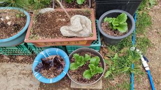 권혁렬님의 기타작물 · 영농일지 작성글 사진