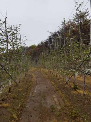 의성,군위 나상덕님의 기타작물 · 영농일지 작성글 사진