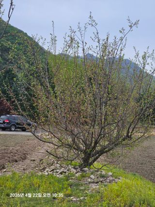 김병효님의 기타작물 · 영농일지 작성글 사진