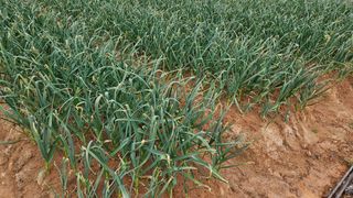 김홍환님의 마늘 · 영농일지 작성글 사진