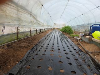 김윤회님의 파 · 영농일지 작성글 사진