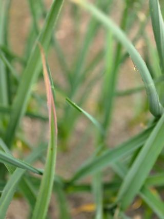 윤장원님의 마늘 · 영농일지 작성글 사진