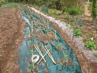정정치님의 기타작물 · 영농일지 작성글 사진