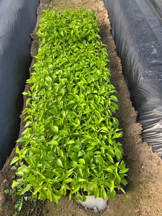 머위농장님의 고추 · 영농일지 작성글 사진