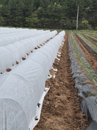 김연후님의 고추 · 영농일지 작성글 사진