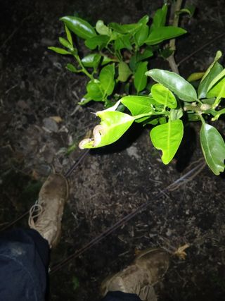 라이온3241님의 귤 · 영농일지 작성글 사진