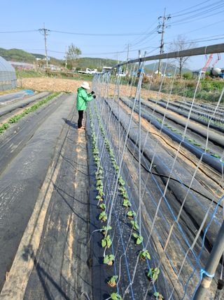 백영호님의 기타작물 · 영농일지 작성글 사진
