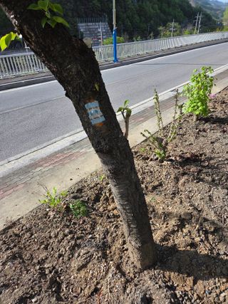 김용대님의 옥수수 · 영농일지 작성글 사진