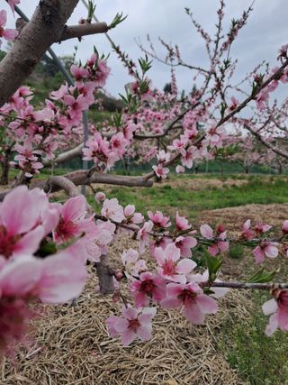 류남열님의 복숭아 · 영농일지 작성글 사진