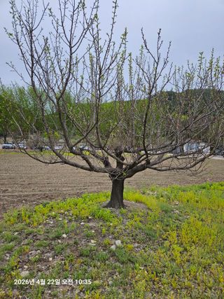 김병효님의 기타작물 · 영농일지 작성글 사진