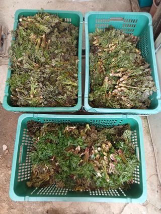 인생은 소풍처럼~님의 기타작물 · 영농일지 작성글 사진