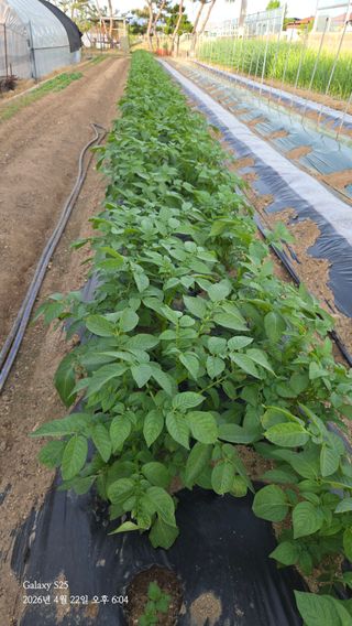 김시내 님의 기타작물 · 영농일지 작성글 사진