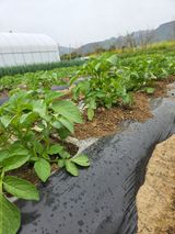 심상훈님의 작성글 사진