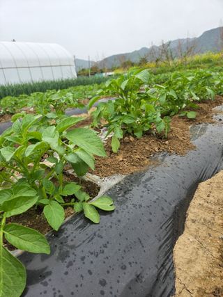 심상훈님의 감자 · 영농일지 작성글 사진