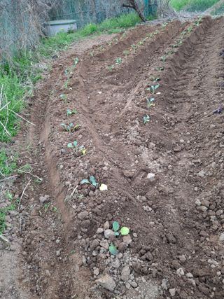 돌고개농장(김광중)님의 기타작물 · 영농일지 작성글 사진