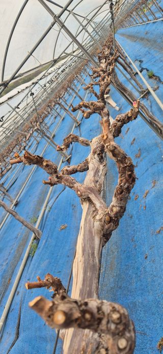 감자님의 포도 · 영농일지 작성글 사진