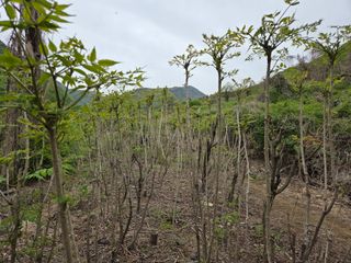 최은호님의 기타작물 · 영농일지 작성글 사진