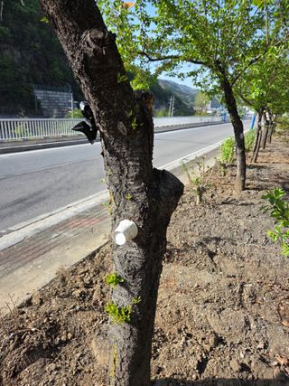 김용대님의 옥수수 · 영농일지 작성글 사진