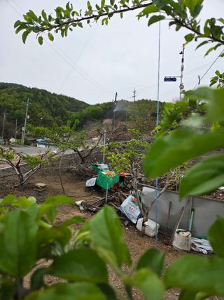 김용대님의 옥수수 · 영농일지 작성글 사진