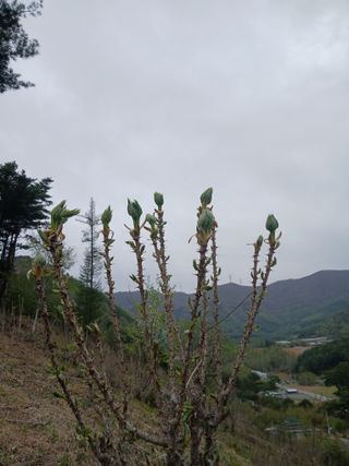 인생은 소풍처럼~님의 기타작물 · 영농일지 작성글 사진