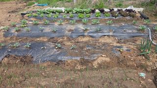 홍성관님의 기타작물 · 영농일지 작성글 사진