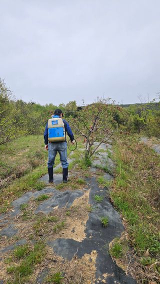 정규환님의 기타작물 · 영농일지 작성글 사진