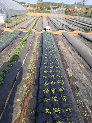 백영호님의 기타작물 · 영농일지 작성글 사진