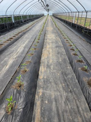 머위농장님의 고추 · 영농일지 작성글 사진