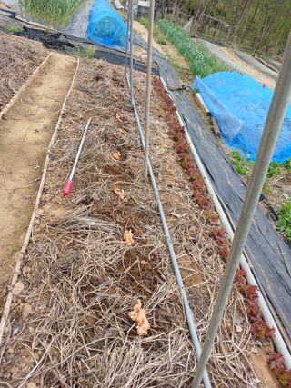 땅콩맘님의 기타작물 · 영농일지 작성글 사진