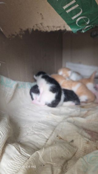 김시내 님의 기타작물 · 영농일지 작성글 사진