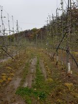 팜모닝 기타작물·영농일지 게시글 이미지