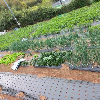 김건우님의 기타작물 · 영농일지 작성글 사진