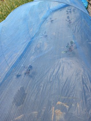 땅콩맘님의 기타작물 · 영농일지 작성글 사진