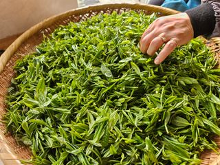 대봉매실 인생이막님의 기타작물 · 영농일지 작성글 사진