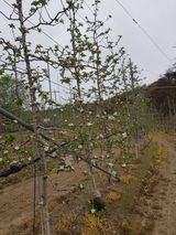 의성,군위 나상덕님의 작성글 사진