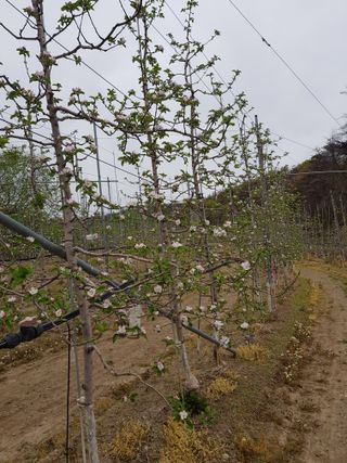 의성,군위 나상덕님의 기타작물 · 영농일지 작성글 사진