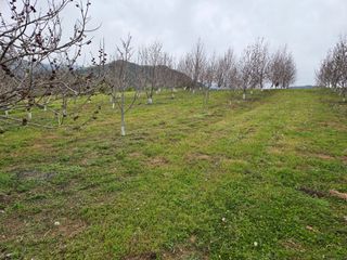 강동수님의 기타작물 · 영농일지 작성글 사진