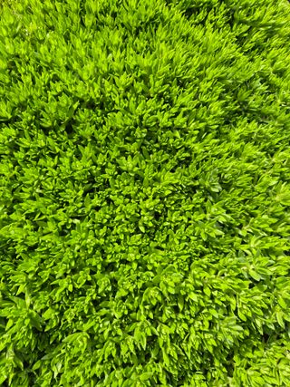 농민님의 기타작물 · 영농일지 작성글 사진