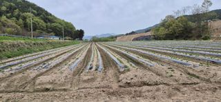 감자님의 감자 · 영농일지 작성글 사진