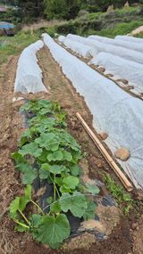 촌사리(김정대)님의 작성글 사진