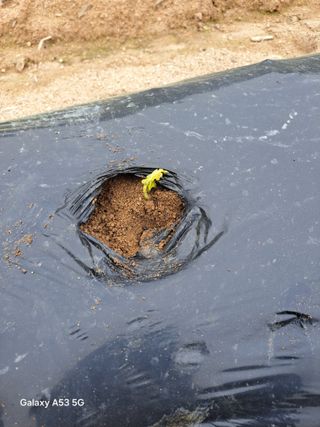 조연만님의 콩 · 영농일지 작성글 사진