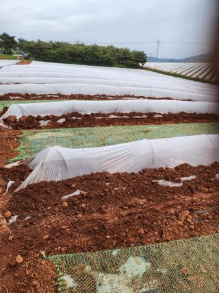 김저팔계님의 기타작물 · 영농일지 작성글 사진