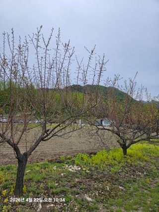 김병효님의 기타작물 · 영농일지 작성글 사진